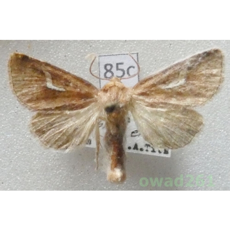 Phragmatiphila nexa (Hübner, 1808) Czech85c
